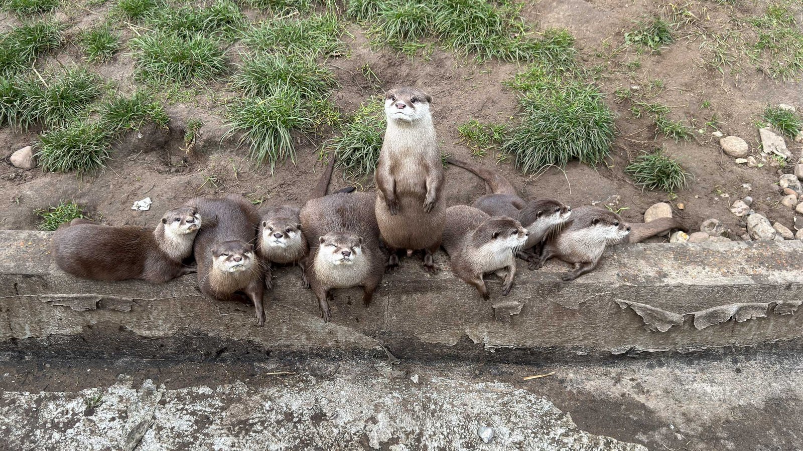 Otter im Blåvand Zoo
