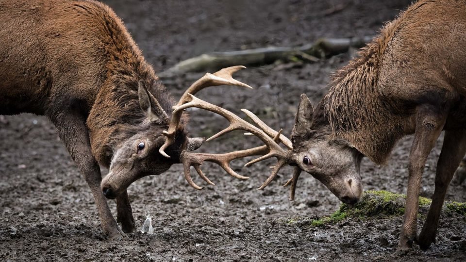 Wildpark-Daun-4_photospotguide